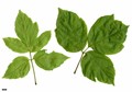 SpeciesSub: subsp. californicum var. texanum SpeciesSub: subsp. californicum var. texanum